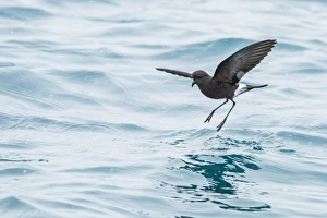 Adult Wilsons storm petrel (Oceanites oceanicus), surface feeding at Grytviken Adult Wilsons storm petrel (Oceanites oceanicus), surface feeding at Grytviken