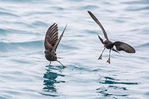 Adult Wilsons storm petrels (Oceanites oceanicus), surface feeding at Grytviken Adult Wilsons storm petrels (Oceanites oceanicus), surface feeding at Grytviken