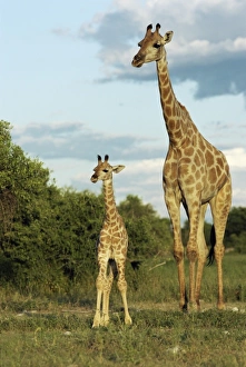 Adult and young giraffe (Giraffa camelopardalis) Adult and young giraffe (Giraffa camelopardalis)