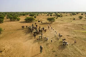 Images Dated 7th December 2019: Aerial of cattle moving to a waterhole, Gerewol festival, courtship ritual competition
