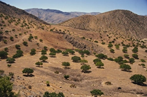 Olive Gallery: Aerial view over Fars Province landscape