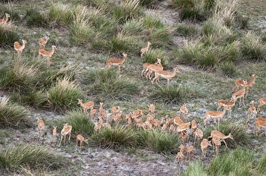 Aerial view of impala herd (Aepyceros melampus), Botswana, Africa Aerial view of impala herd (Aepyceros melampus), Botswana, Africa