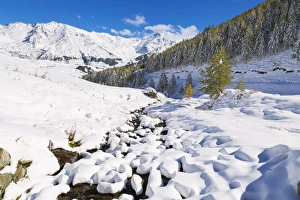 Aerial view of larches and mountains covered with snow in autumn, Vamlera, Spluga Valley Aerial view of larches and mountains covered with snow in autumn, Vamlera, Spluga Valley