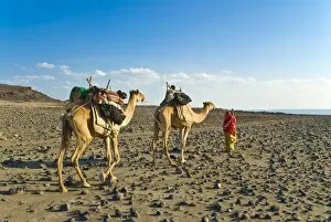 Images Dated 26th December 2006: Afar tribeswoman with camels on her way home, near Lac Abbe, Republic of Djibouti, Africa