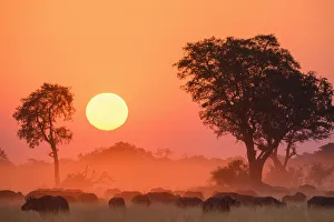African buffalo (Cape Buffalo) (Syncerus caffer), at sunset, Bushman Plains, Okavango African buffalo (Cape Buffalo) (Syncerus caffer), at sunset, Bushman Plains, Okavango