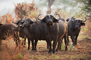 African Buffalo (Syncerus caffer), Uganda, Africa African Buffalo (Syncerus caffer), Uganda, Africa