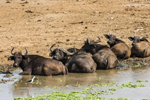 African buffalos (Cape buffalo) (Syncerus caffer), Queen Elizabeth National Park, Uganda African buffalos (Cape buffalo) (Syncerus caffer), Queen Elizabeth National Park, Uganda