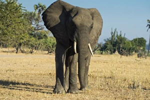 African bush elephant (Loxodonta africana), Liwonde National Park, Malawi, Africa African bush elephant (Loxodonta africana), Liwonde National Park, Malawi, Africa