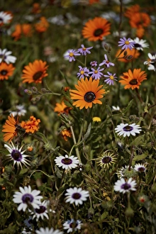 African daisy (Gousblom) (Arctotis hirsuta), white African daisy, Cape rain-daisy African daisy (Gousblom) (Arctotis hirsuta), white African daisy, Cape rain-daisy