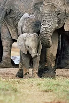 Baby Animal Gallery: African elephant