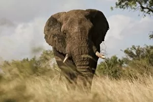 Images Dated 9th February 2008: African elephant bull (Loxodonta africana), Kruger National Park, Mpumalanga
