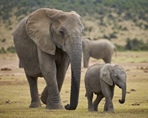African elephant (Loxodonta africana) adult and baby, Addo Elephant National Park African elephant (Loxodonta africana) adult and baby, Addo Elephant National Park