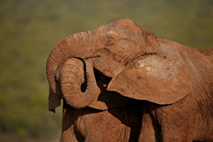 Two African elephant (Loxodonta africana) embracing, Addo Elephant National Park Two African elephant (Loxodonta africana) embracing, Addo Elephant National Park