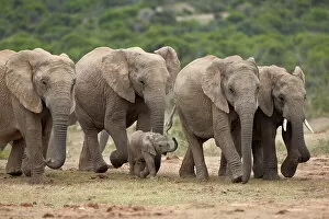 Medium Group Of Animals Gallery: African elephant (Loxodonta africana) family, Addo Elephant National Park, South Africa, Africa