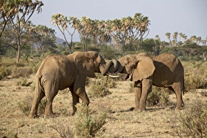 Two African elephant (Loxodonta africana) fighting Two African elephant (Loxodonta africana) fighting