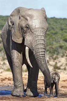 African elephants (Loxodonta africana) adult and baby, Addo National Park, Eastern Cape, South Africa, Africa African elephants (Loxodonta africana) adult and baby, Addo National Park, Eastern Cape, South Africa, Africa