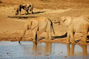 African elephants, Madikwe game reserve, Madikwe, South Africa, Africa