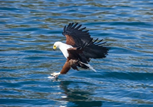 African fish eagle (Haliaeetus vocifer) hunting fish, Cape Maclear, Lake Malawi, Malawi
