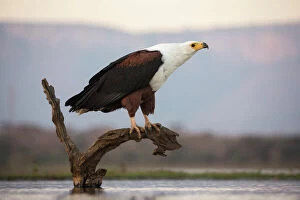 Avian Gallery: African fish eagle (Haliaeetus vocifer), Zimanga private game reserve, KwaZulu-Natal
