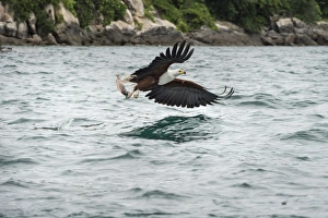 African fish eagle (Haliaeetus vocoder), bird of prey, Malawi, Africa African fish eagle (Haliaeetus vocoder), bird of prey, Malawi, Africa