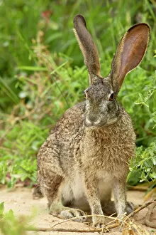 South African Gallery: African hare (Cape hare) (brown hare) (Lepus capensis)