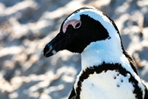 Spheniscus Demersus Gallery: African Penguin, Boulders Beach in Cape Town, South Africa, Africa