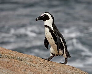 Spheniscus Demersus Gallery: African penguin (Spheniscus demersus), Simons Town, South Africa, Africa