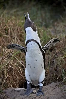 Spheniscus Demersus Gallery: African Penguin (Spheniscus demersus) calling, Simons Town, near Cape Town, South Africa