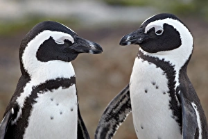 Images Dated 31st March 2011: African penguin (Spheniscus demersus) pair, Simons Town, South Africa, Africa