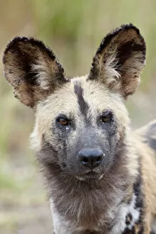 Images Dated 20th March 2011: African wild dog (African hunting dog) (Cape hunting dog) (Lycaon pictus)
