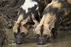 Two African wild dogs (African hunting dog) (Cape hunting dog) (Lycaon pictus) drinking Two African wild dogs (African hunting dog) (Cape hunting dog) (Lycaon pictus) drinking
