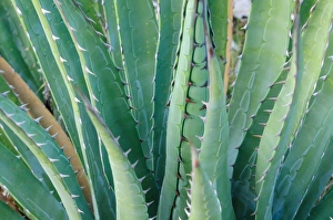 Agave on the Bright Angel trail, Colorado, United States of America, North America Agave on the Bright Angel trail, Colorado, United States of America, North America