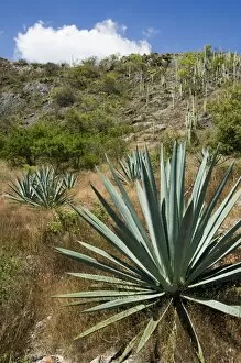 Images Dated 5th August 2008: Agave cactus for making Mezcal
