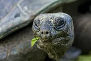 Images Dated 30th April 2014: Aldabra giant Seychelles tortoise (Aldabrachelys gigantea), Anse Takamaka, Mahe
