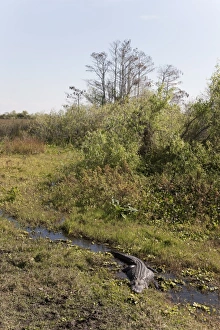 Alligator, Everglades National Park, UNESCO World Heritage Site, Florida Alligator, Everglades National Park, UNESCO World Heritage Site, Florida