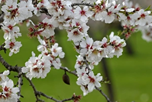 Almond blossom time, Majorca, Balearic Islands, Spain, Europe Almond blossom time, Majorca, Balearic Islands, Spain, Europe