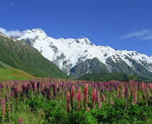 Alpine flowers before Mount Cook, Canterbury, South Island, New Zealand, Pacific Alpine flowers before Mount Cook, Canterbury, South Island, New Zealand, Pacific