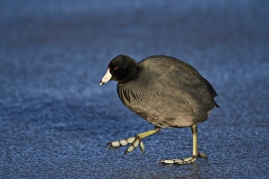 American coot (Fulica americana) walking on ice, Bosque del Apache National Wildlife American coot (Fulica americana) walking on ice, Bosque del Apache National Wildlife