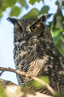 Images Dated 31st August 2014: American Great Horned owl (Bubo virginianus), Alaska, United States of America, North
