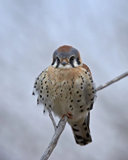 American kestrel (sparrow hawk) (Falco sparverius), male, Bosque del Apache National American kestrel (sparrow hawk) (Falco sparverius), male, Bosque del Apache National