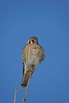 American kestrel (sparrow hawk) (Falco sparverius) female, Bosque del Apache National American kestrel (sparrow hawk) (Falco sparverius) female, Bosque del Apache National