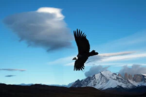 Andean condor (Vultur gryphus) flying over Torres del Paine National Park, Chilean Patagonia