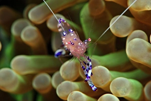 Anemone shrimp (Periclimenes holtuisi), Philippines, Southeast Asia, Asia Anemone shrimp (Periclimenes holtuisi), Philippines, Southeast Asia, Asia