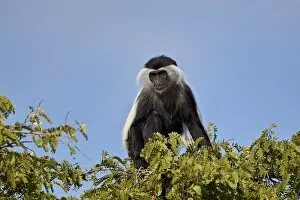 Angola colobus (Angolan black-and-white colobus) (Angolan colobus) (Colobus angolensis)