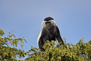 Angola colobus (Angolan black-and-white colobus) (Angolan colobus) (Colobus angolensis) Angola colobus (Angolan black-and-white colobus) (Angolan colobus) (Colobus angolensis)