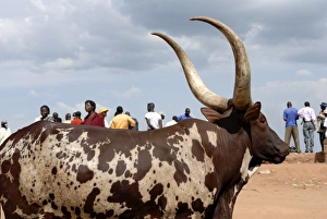 Ankole cow, Kampala, Uganda, East Africa, Africa Ankole cow, Kampala, Uganda, East Africa, Africa