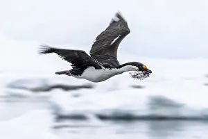 Antarctic shag (Leucocarbo bransfieldensis) taking flight with nesting material at Port Antarctic shag (Leucocarbo bransfieldensis) taking flight with nesting material at Port