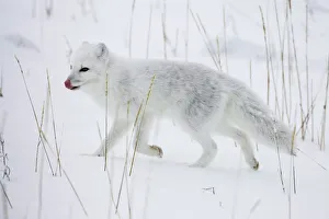 Arctic fox (Alopex lagopus) running in snow, near Churchill, Manitoba, Canada Arctic fox (Alopex lagopus) running in snow, near Churchill, Manitoba, Canada