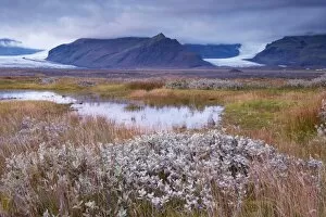 Svinafellsjokull Gallery: Arctic plants in autumn in Skaftafell National Park, Mount Hafrafell