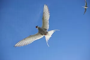 Images Dated 27th January 2000: Arctic tern in flight